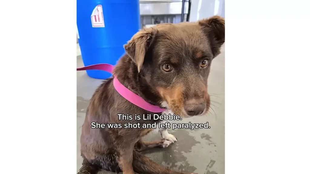 She Arrived at the Shelter Unable to Use Her Back Legs. Months Later, She Started Running