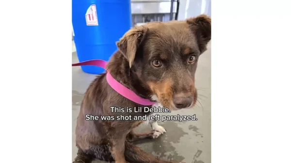 She Arrived at the Shelter Unable to Use Her Back Legs. Months Later, She Started Running
