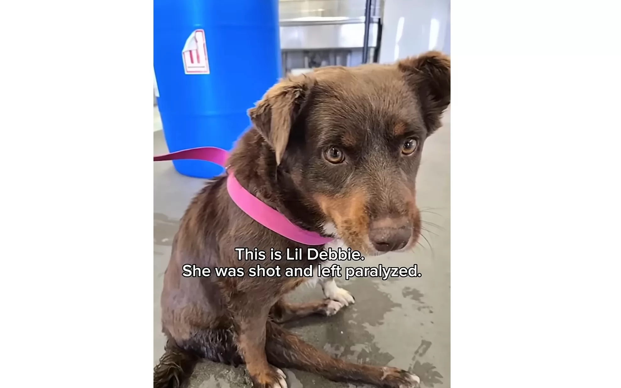 She Arrived at the Shelter Unable to Use Her Back Legs. Months Later, She Started Running