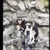 Her Owner Was Airlifted From a Waterfall. Molly Stayed Behind in the Wilderness for Seven Days