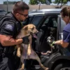 Five Dogs Were Trapped in a Hot Car. An Animal Control Officer Smashed the Window Before It Was Too Late