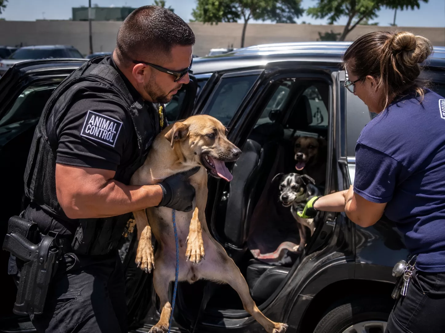 Five Dogs Were Trapped in a Hot Car. An Animal Control Officer Smashed the Window Before It Was Too Late