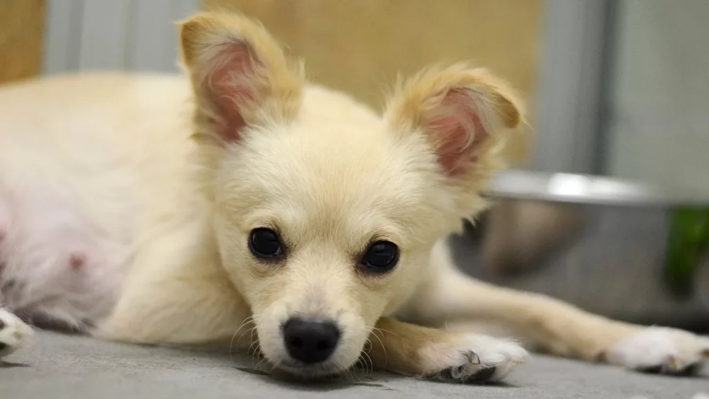 The Shelter Thought Cora Was Just Scared. Then They Discovered She Had Puppies Somewhere