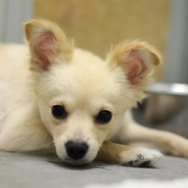 The Shelter Thought Cora Was Just Scared. Then They Discovered She Had Puppies Somewhere