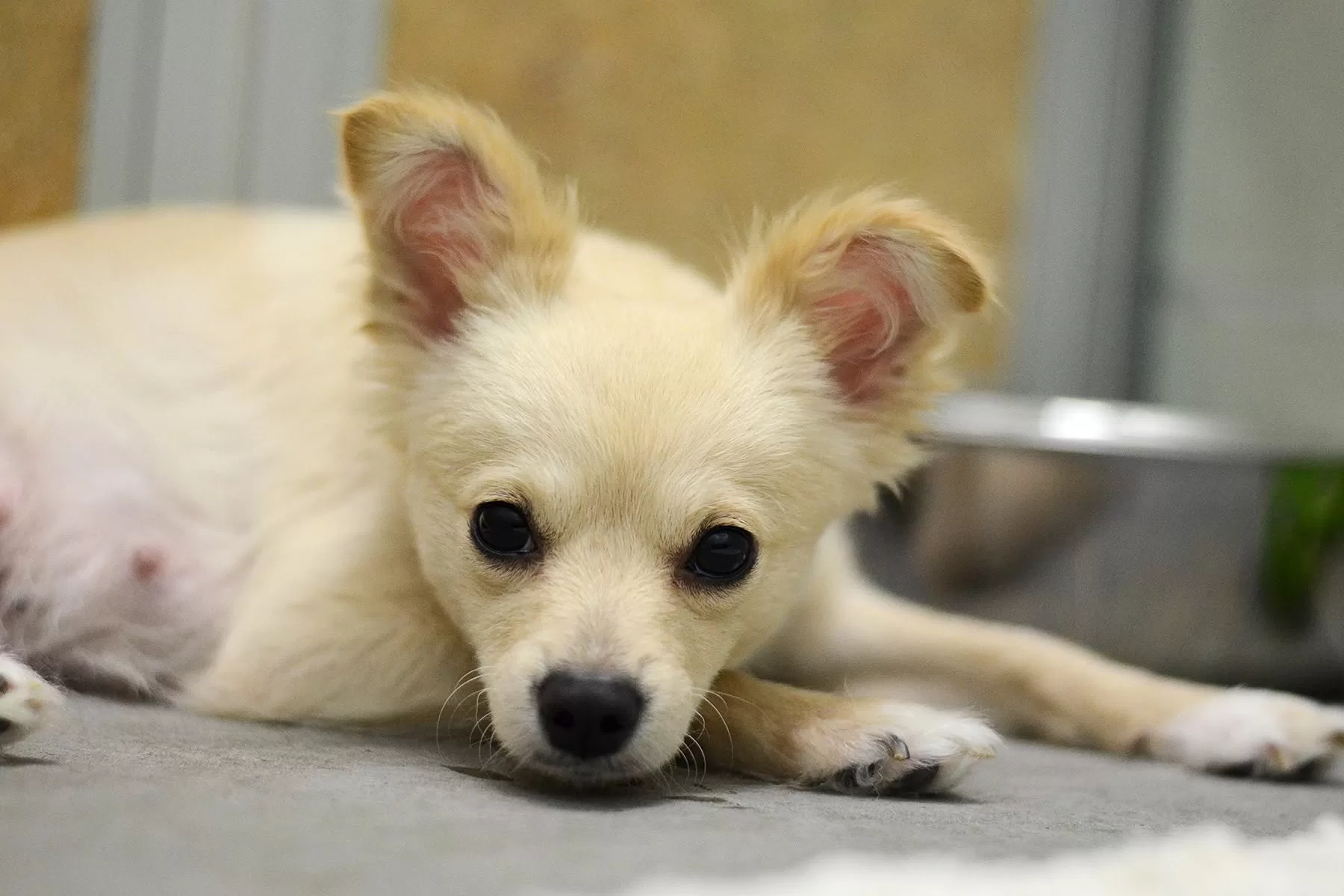 The Shelter Thought Cora Was Just Scared. Then They Discovered She Had Puppies Somewhere