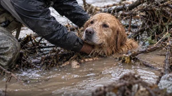 He Survived Two Car Hits, Two Storms and Three Nights Alone. Then His Family Heard One Faint Bark