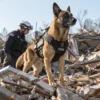 He Was a Sick Stray Nobody Knew. Now Canyon Searches Disaster Zones for the Missing